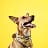Tiere